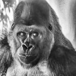 Distant Relative.-1.jpg