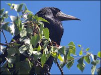 Crow in a tree 500mm E-PL5 P6200014.jpg Crow in a tree 500mm E-PL5 P6200014.jpg