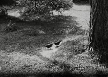 IMG_7765.jpeg IMG_7765.jpeg