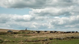 028 Cattle Gathering 01-6505 PS Adj.JPG