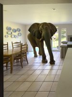 Elephant-in-the-Room-sm.jpg