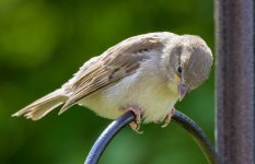 DSC_2297.jpg