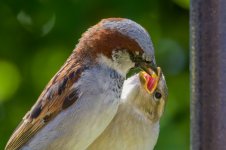 feeding2.jpg
