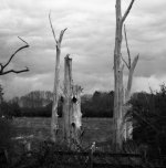 005 55 mm bham uni 180 mm wooten_007_007.JPG