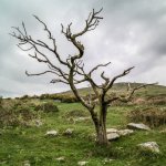 021 Dead Tree under Widgery Cross 01-1000609 PS Adj.JPG