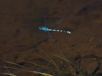 commonbluedamselfly290523.jpg