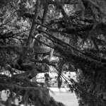 000091990010_Adj Boy in a tree.jpg