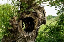 Irregular Tree.JPG