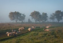 sheep-fb.jpg sheep-fb.jpg