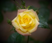 Rose (2).jpg