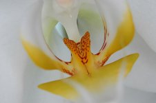 Orchid Macro.jpg