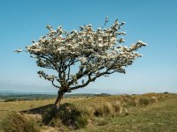 001 Lone Tree 01-6567 PS Adj.JPG