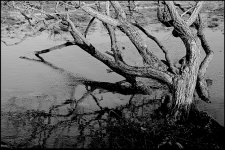 Tree in flooded field from Clyst bridge A65_DSC03339.JPG
