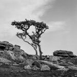 204 Lone Tree on Kings Tor 02-00500005 PS Adj.JPG
