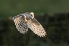Barn owl 1024 3.jpg
