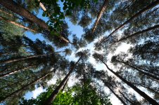 Reach for the Heavens.jpg