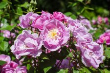 DSC02628.jpg