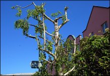 Geometric tree Haven Road Exe walk A65 16-300 DSC00521.JPG