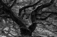 Gnarled Oak.JPG