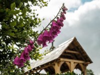 001 Foxglove 01-6645 PS Adj.JPG