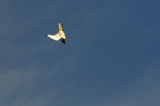 DSC_0961aa.jpg