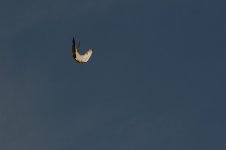 DSC_0960bb.jpg