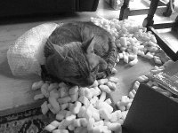 Panasonic TZ4 1000687.JPG