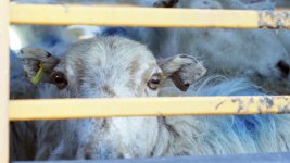 Off to market 16x9 LR.jpg