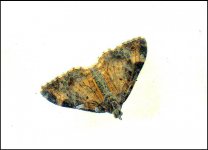 Small moth on window Tamron 16-300 A65 DSC00536.JPG