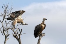 Cape vultures 141A5984.jpg
