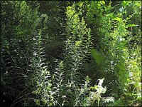 Spiky leaves garden Ixus 70 IMG_4394.jpg