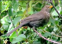 Blackbird and wild cherries PSZ IMG_0136.JPG