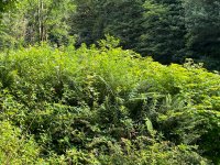 Week 29 - alt1 Large.jpeg