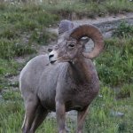 Rocky Mountain Bighorn Sheep_1.jpg