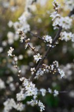 DSC_0269.jpg