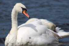 Swan 2.jpg