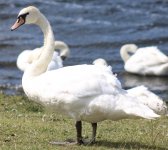 Swan 3.jpg