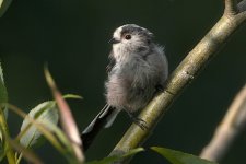 LTT2 Crop.jpg
