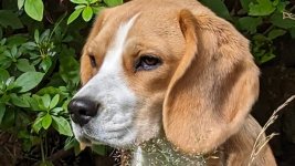 Beagle 100% Crop.jpg
