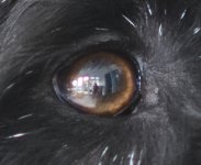 Doggy Eye_01.JPG