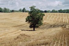 106655210007 (3).jpg