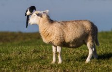 Sheep.Magpie.jpg
