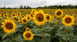sunflowers-sml.jpg