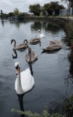swans.jpg