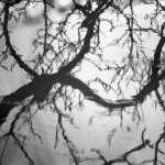 Abstract Tree.JPG