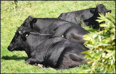 Bullocks by Clyst St Mary bridge GX7 P1140820.JPG