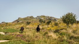 011 Bellever Tor (Ponies) 02-1001014 PS Adj.JPG