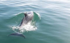 58.Bottlernose Dolphin.jpg