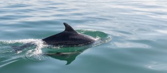 59.Bottlernose Dolphin with calf.jpg