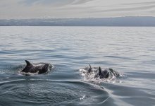 60.Bottlernose Dolphin with calves .jpg